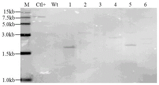 Method for culturing anti-soybean-mosaic-virus transgenic plants