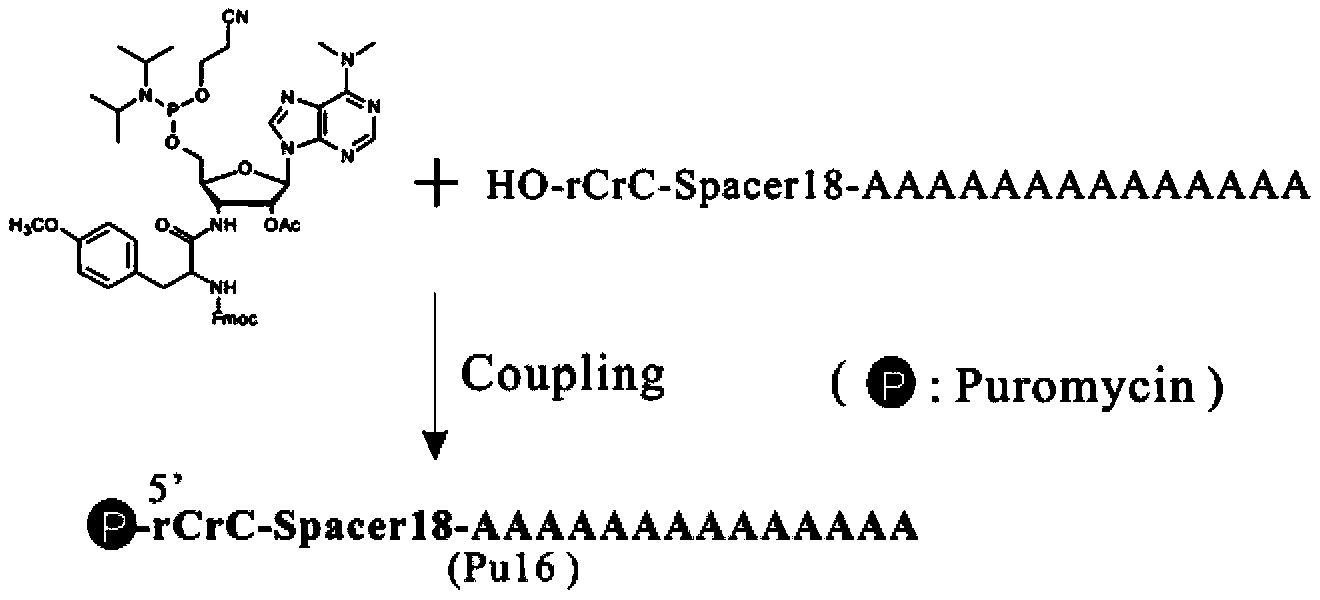 Method used for screening polypeptide in vitro