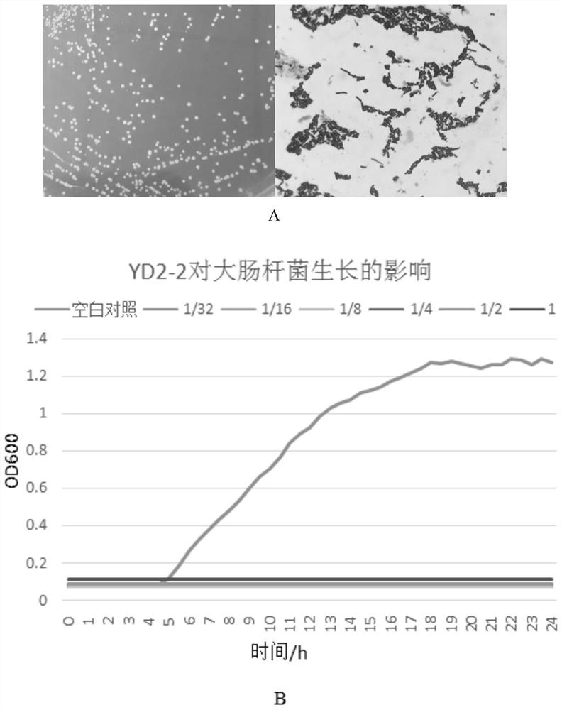 Lactobacillus gasseri against enterohemorrhagic Escherichia coli and the prepared compound probiotic preparation for poultry and application thereof