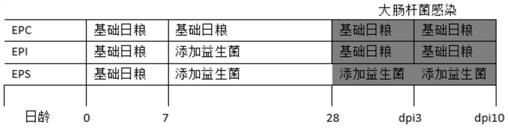 Lactobacillus gasseri against enterohemorrhagic Escherichia coli and the prepared compound probiotic preparation for poultry and application thereof