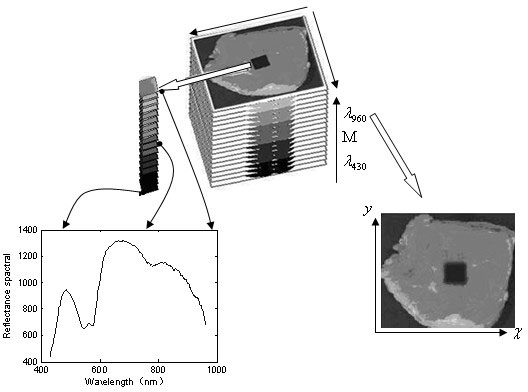 Method for quickly measuring total quantity of livestock meat bacteria based on hyperspectral imaging technology