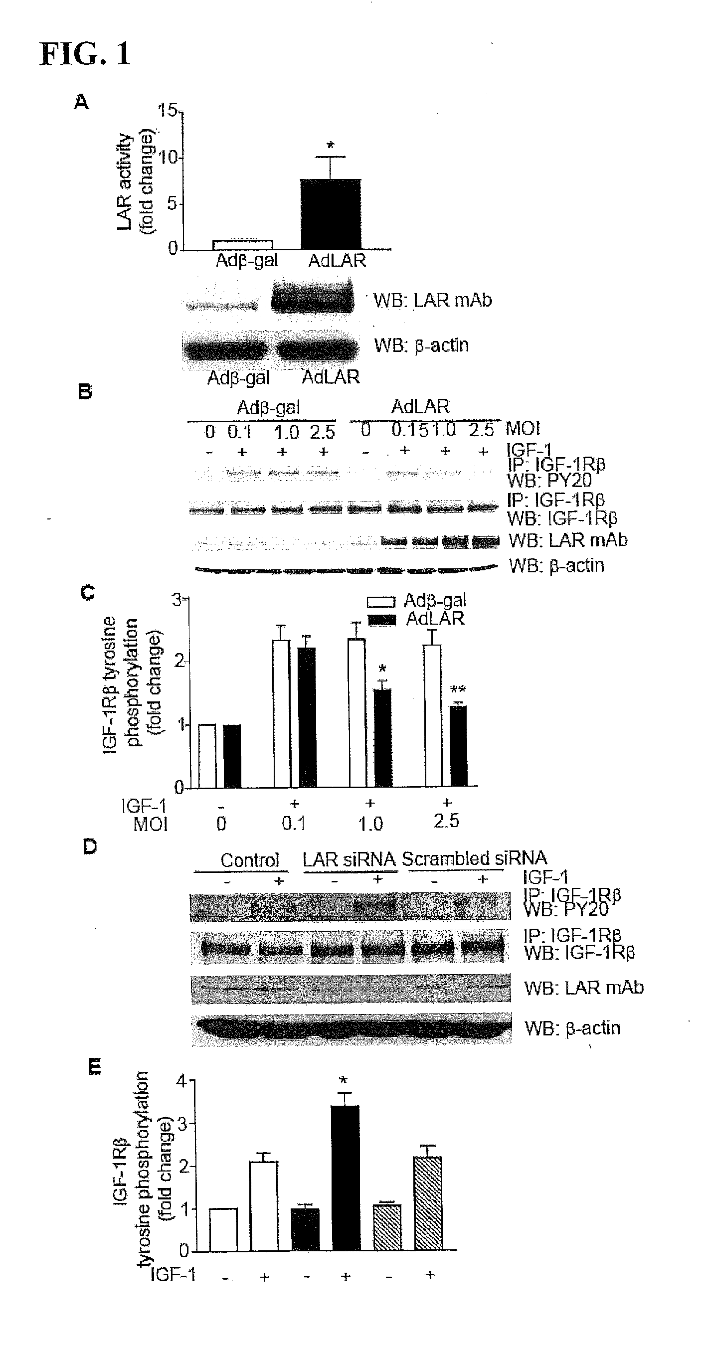 Inhibition of LAR Phosphatase to Enhance Therapeutic Angiogenesis