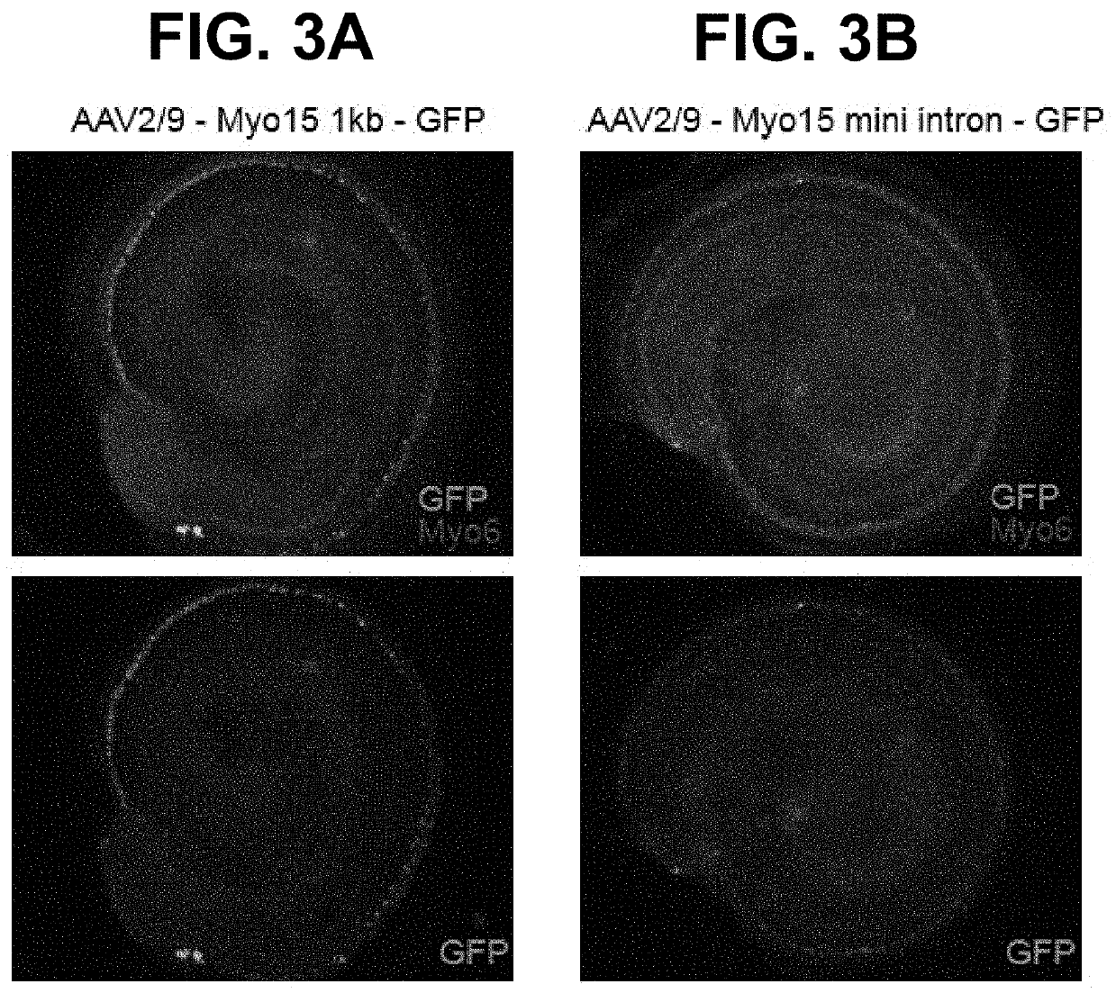 Myosin 15 promoters and uses thereof