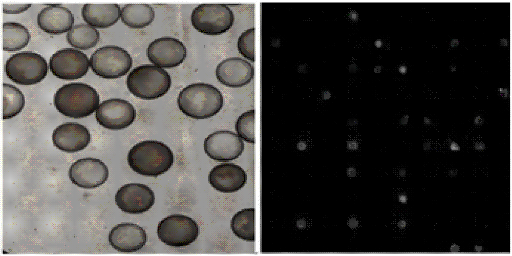 Tumor stem cell marker CD133-targeting polypeptide and application thereof