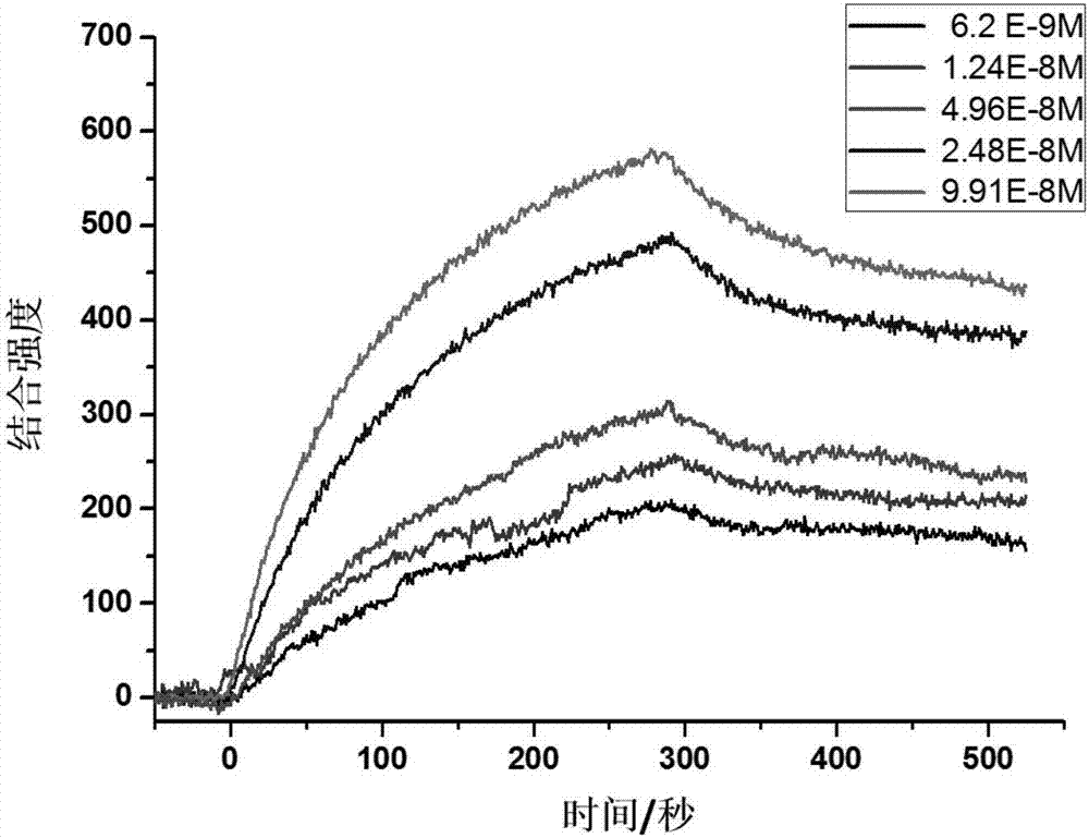 Tumor stem cell marker CD133-targeting polypeptide and application thereof