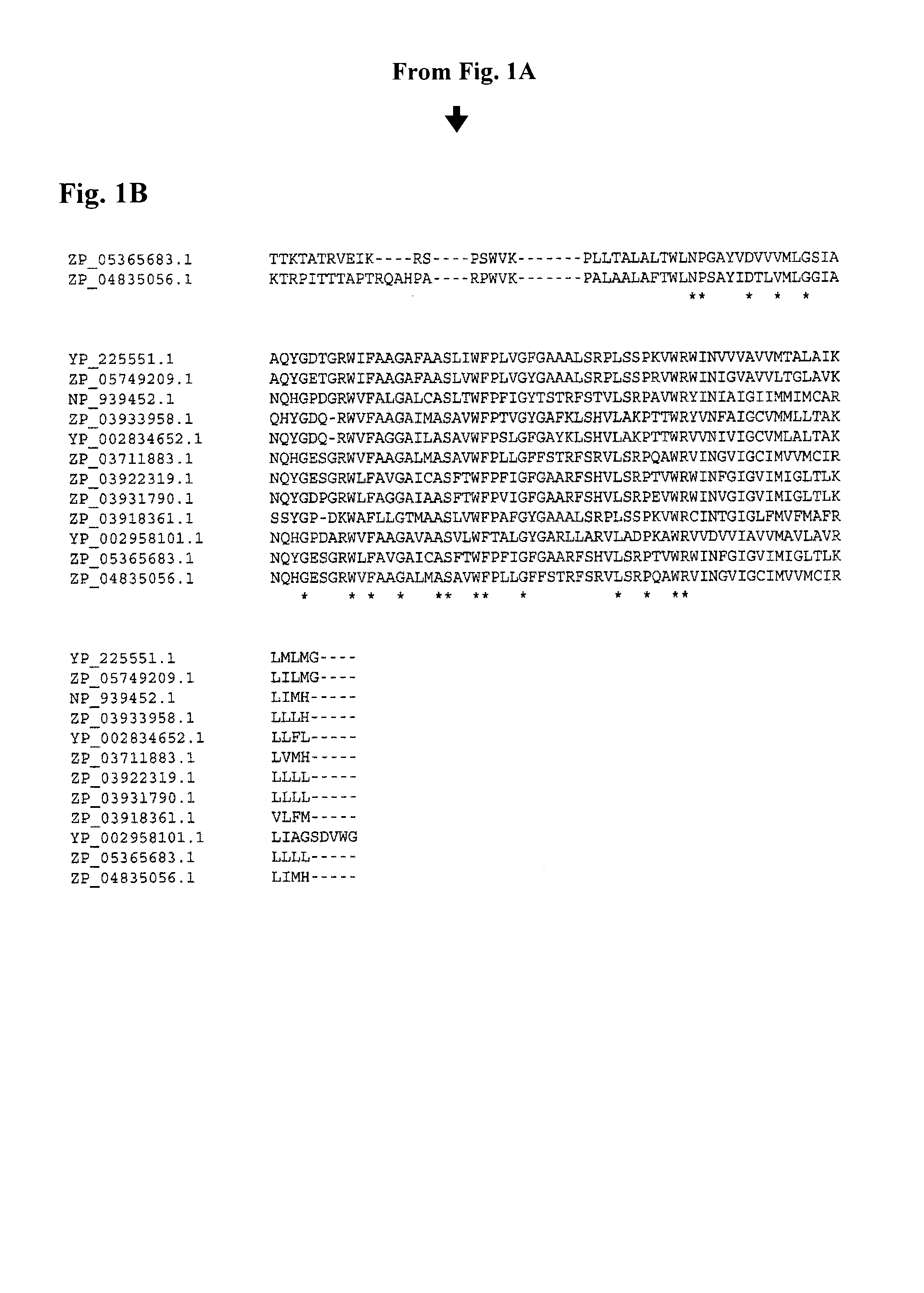 Process for the fermentative preparation of L-ornithine