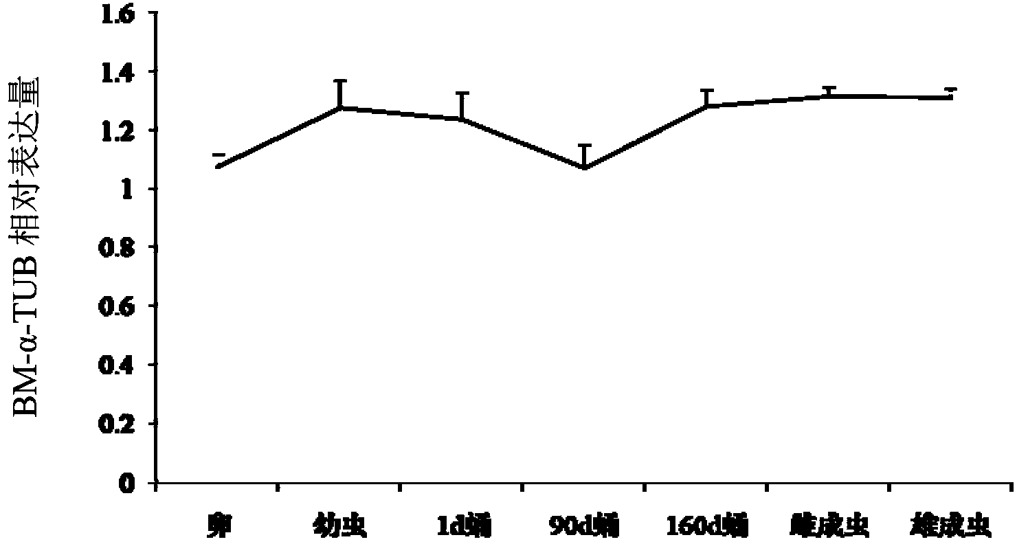 Endogenous reference gene BM-alpha-TUB stably expressed in different development stages of bactrocera minax and application thereof