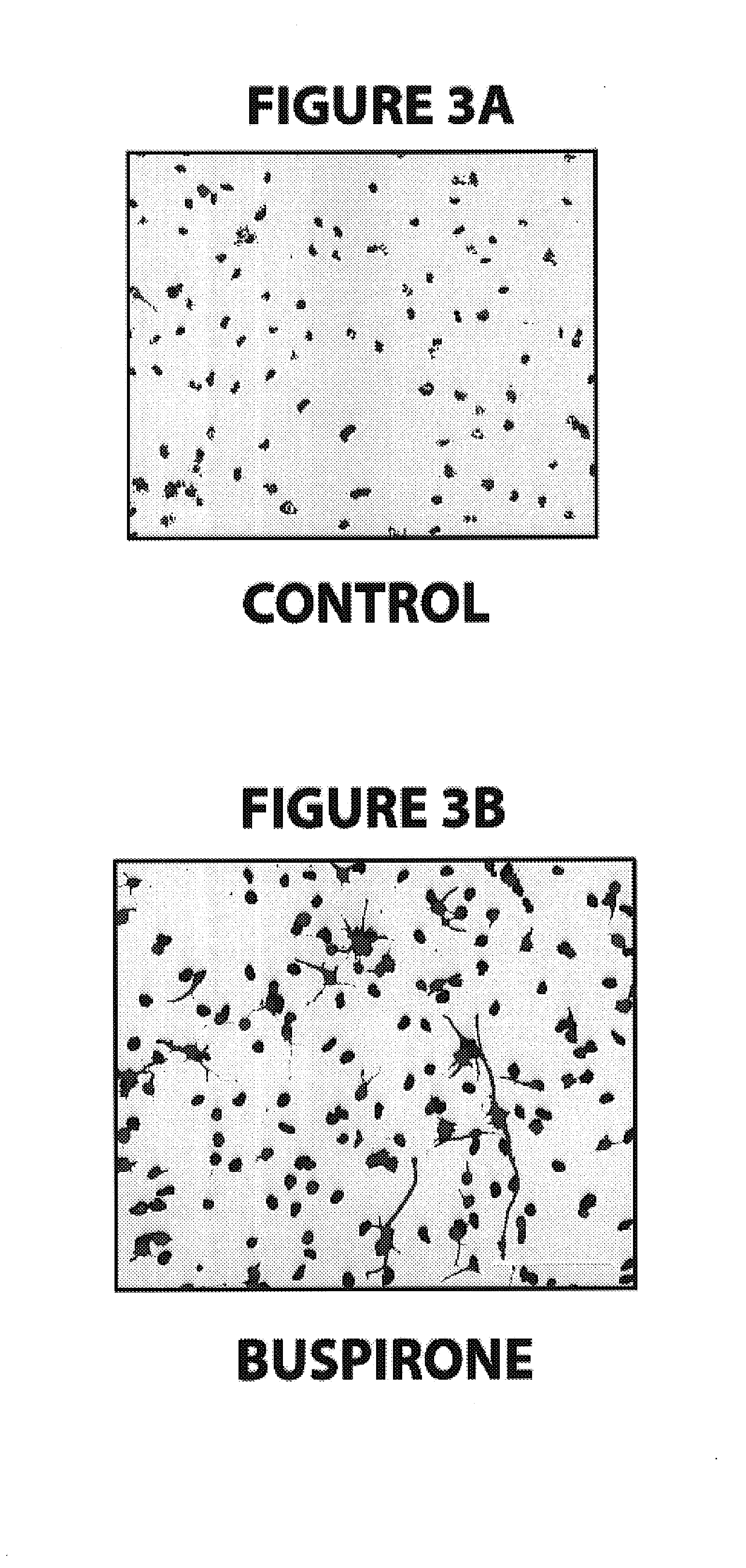 Method for neural stem cell differentiation using 5HT-1A agonists