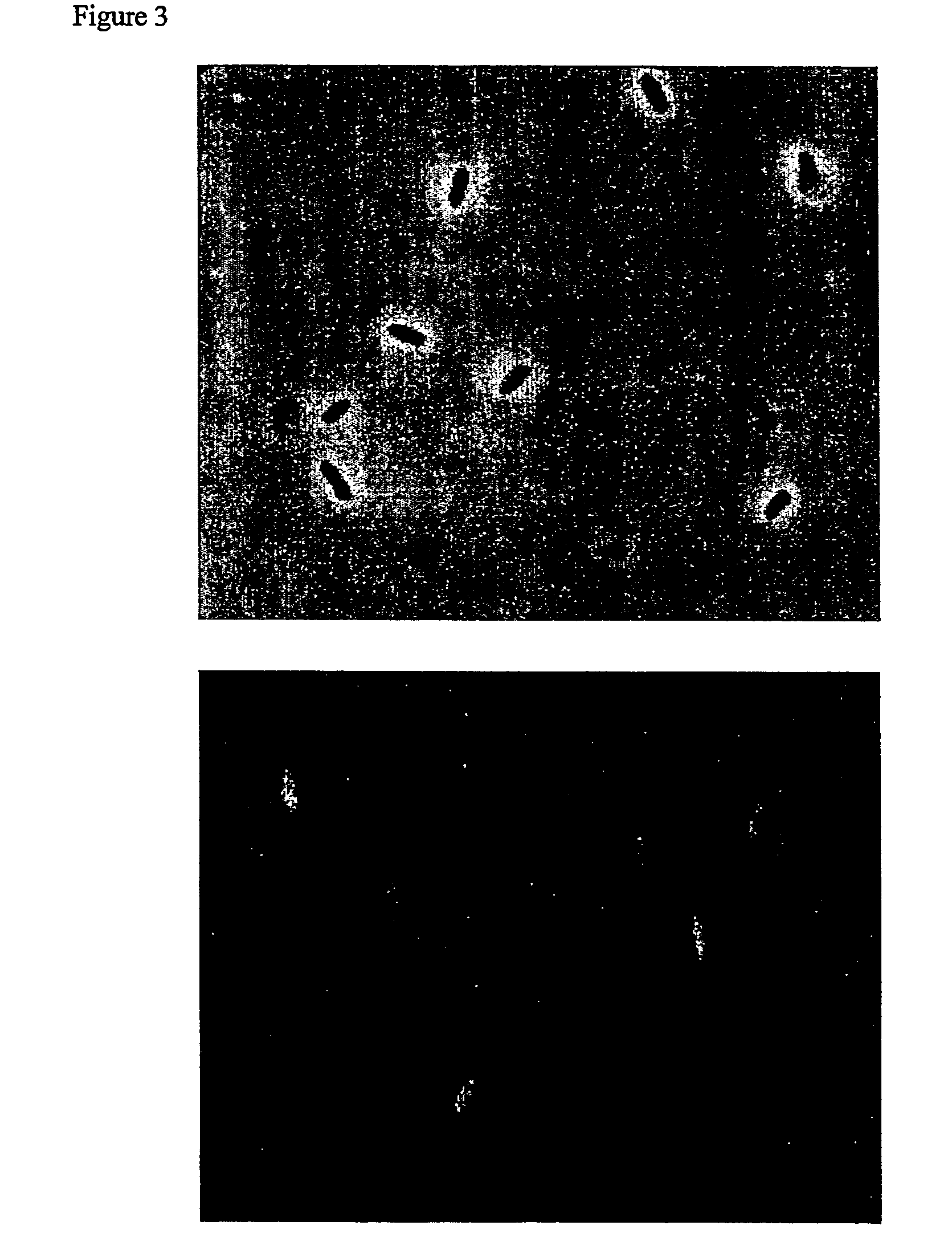 Proteins Involved In Quorum Sensing