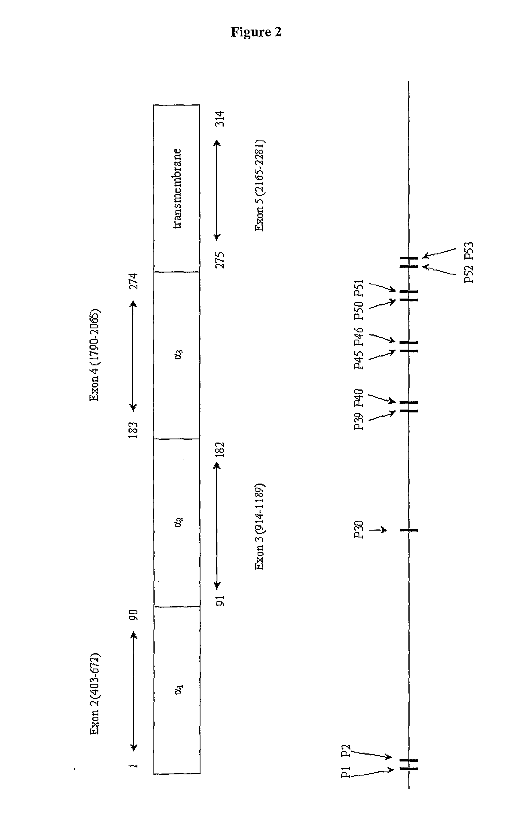 Prognostic assay for determining t cell response to HLA antigens and use thereof in field of tissue transplantation