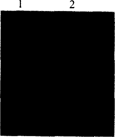 Immune tbid gene and its coded protein and application