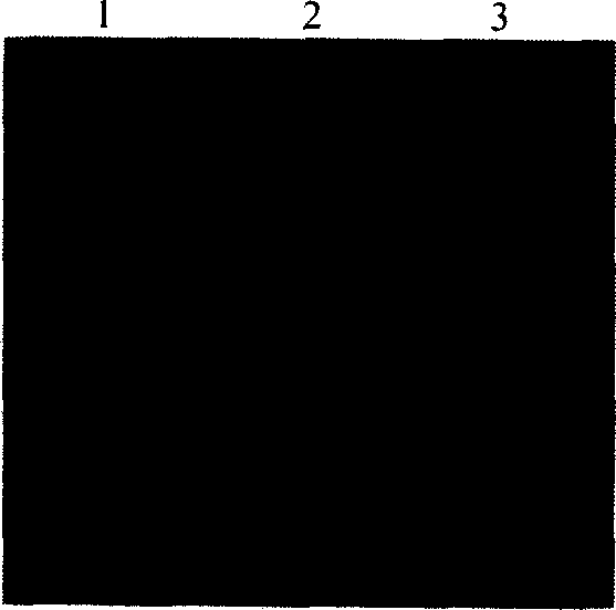 Immune tbid gene and its coded protein and application