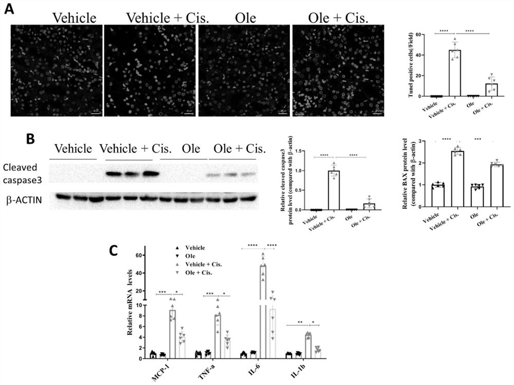 Application of Olesoxime in preparation of medicine for relieving or alleviating cis-platinum-induced acute kidney injury