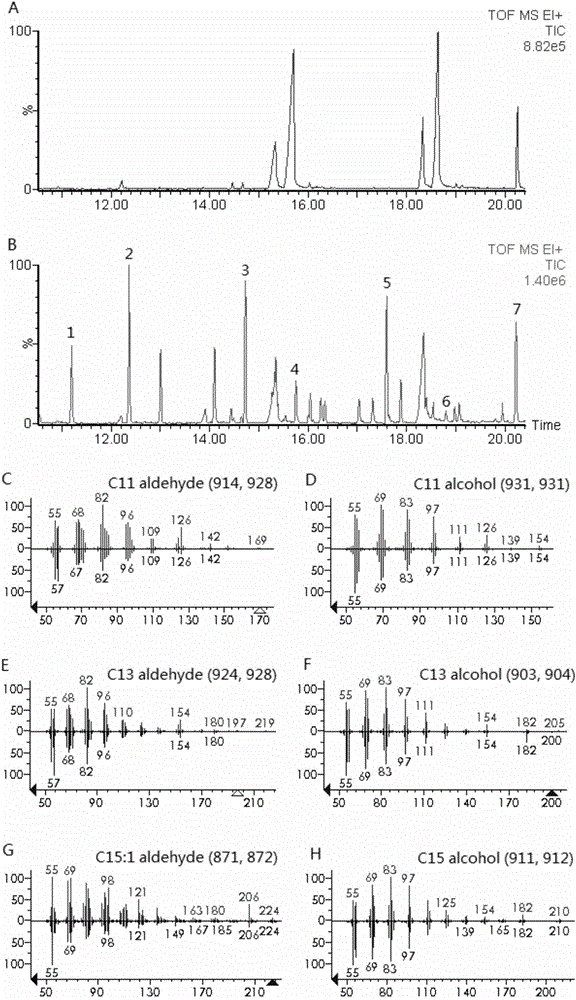 Gene and application, gene element, method for synthesizing odd-numbered medium chain fatty aldehyde and method for synthesizing even-numbered medium chain fatty hydrocarbon