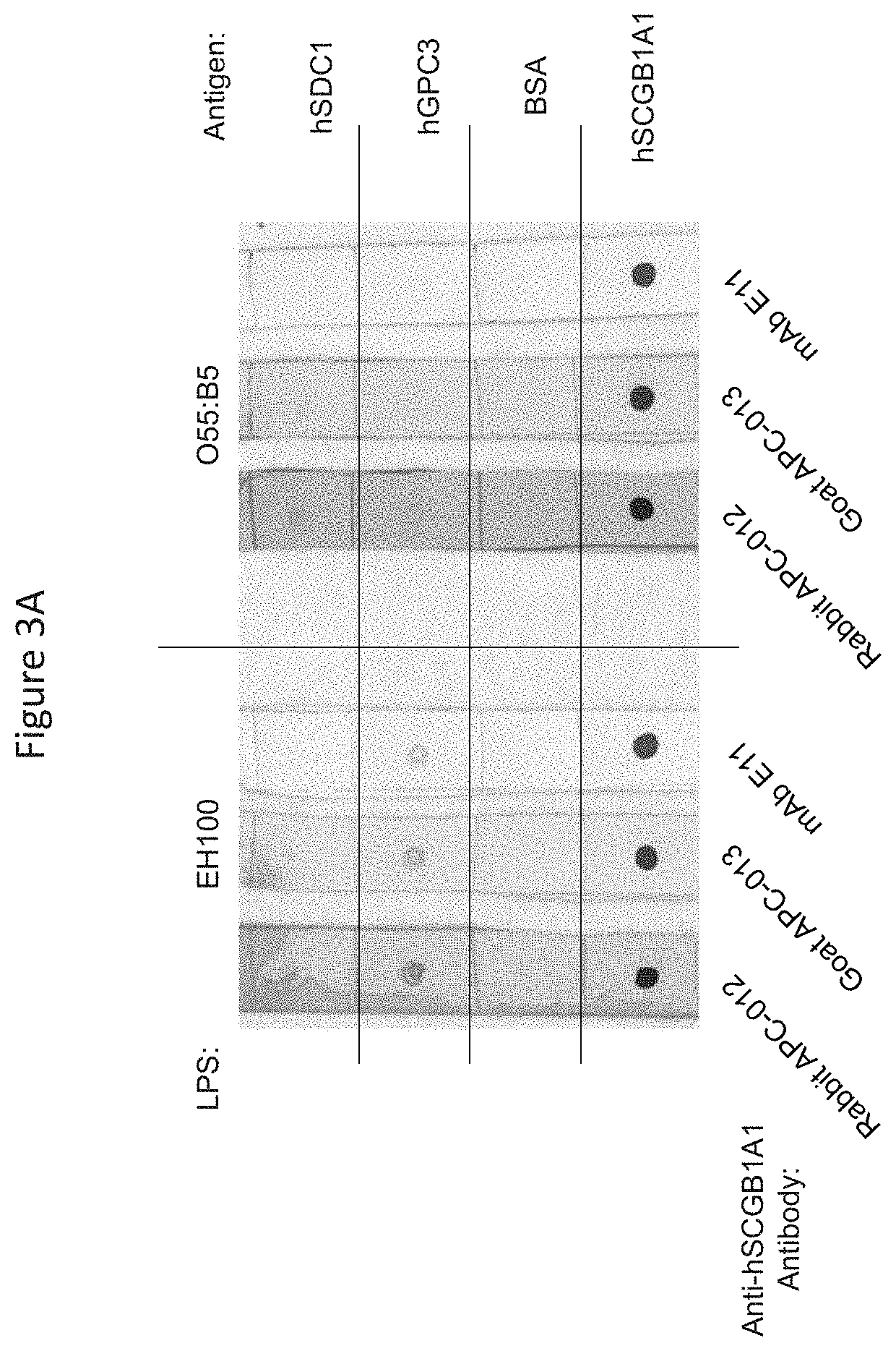 Compositions and methods of use for secretoglobins to protect the glycocalyx via interactions with heparan sulfate proteoglycan proteins