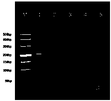 Reagent box for detecting aftosa A type, O type and Asia 1 type viruses and preparing method thereof