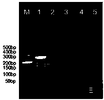 Reagent box for detecting aftosa A type, O type and Asia 1 type viruses and preparing method thereof