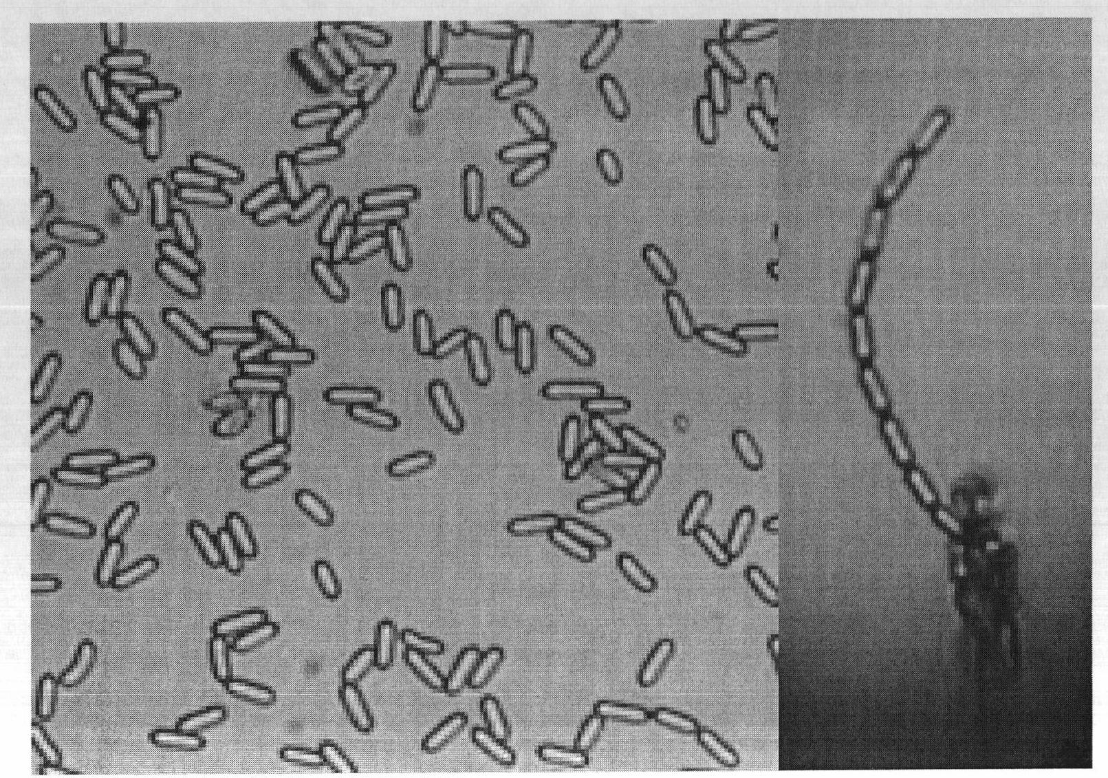 High-efficiency insecticidal fungus and applications thereof