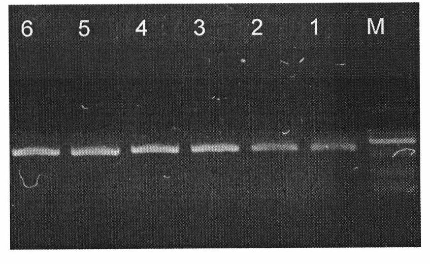 High-efficiency insecticidal fungus and applications thereof