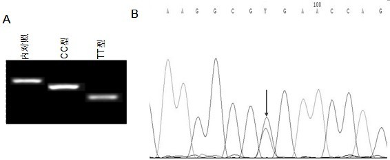 A kit for rapid detection of il28b SNP rs12979860 polymorphism