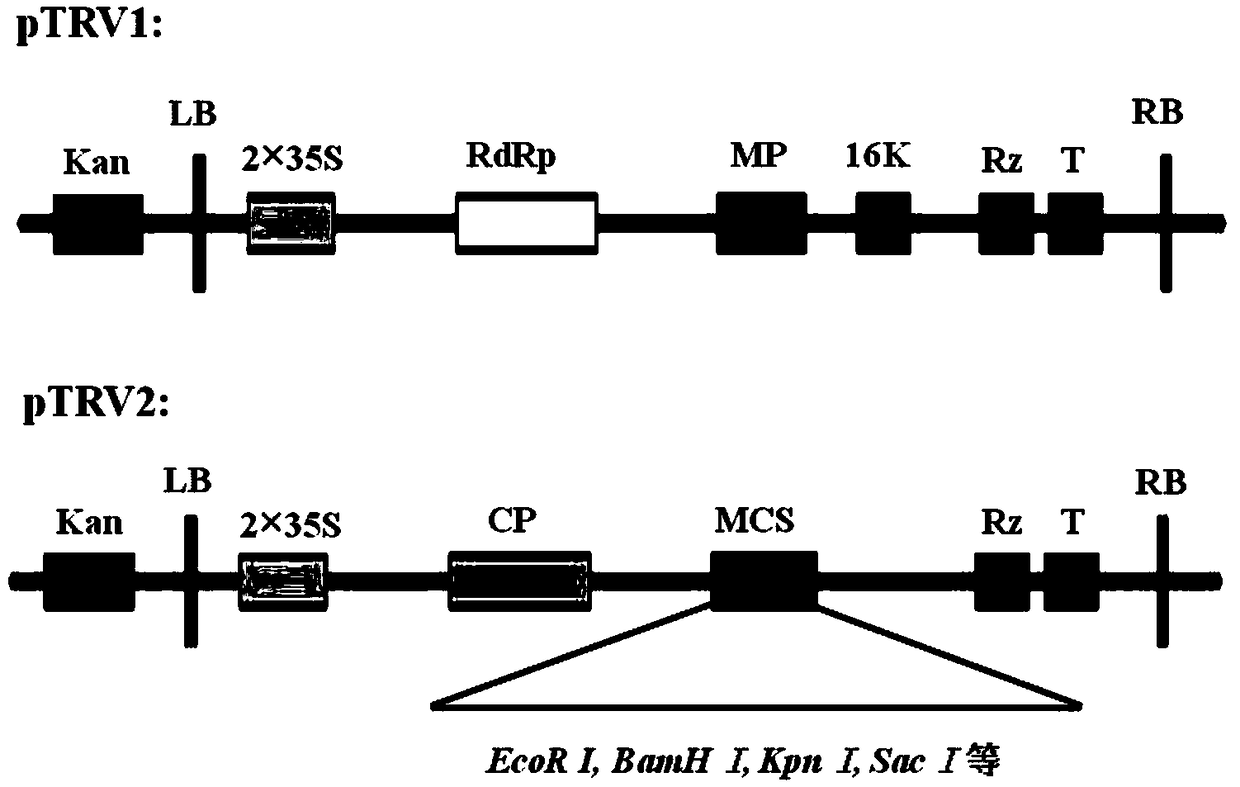 Method for infecting peony seedling against TRV vector-based virus-induced gene silencing system