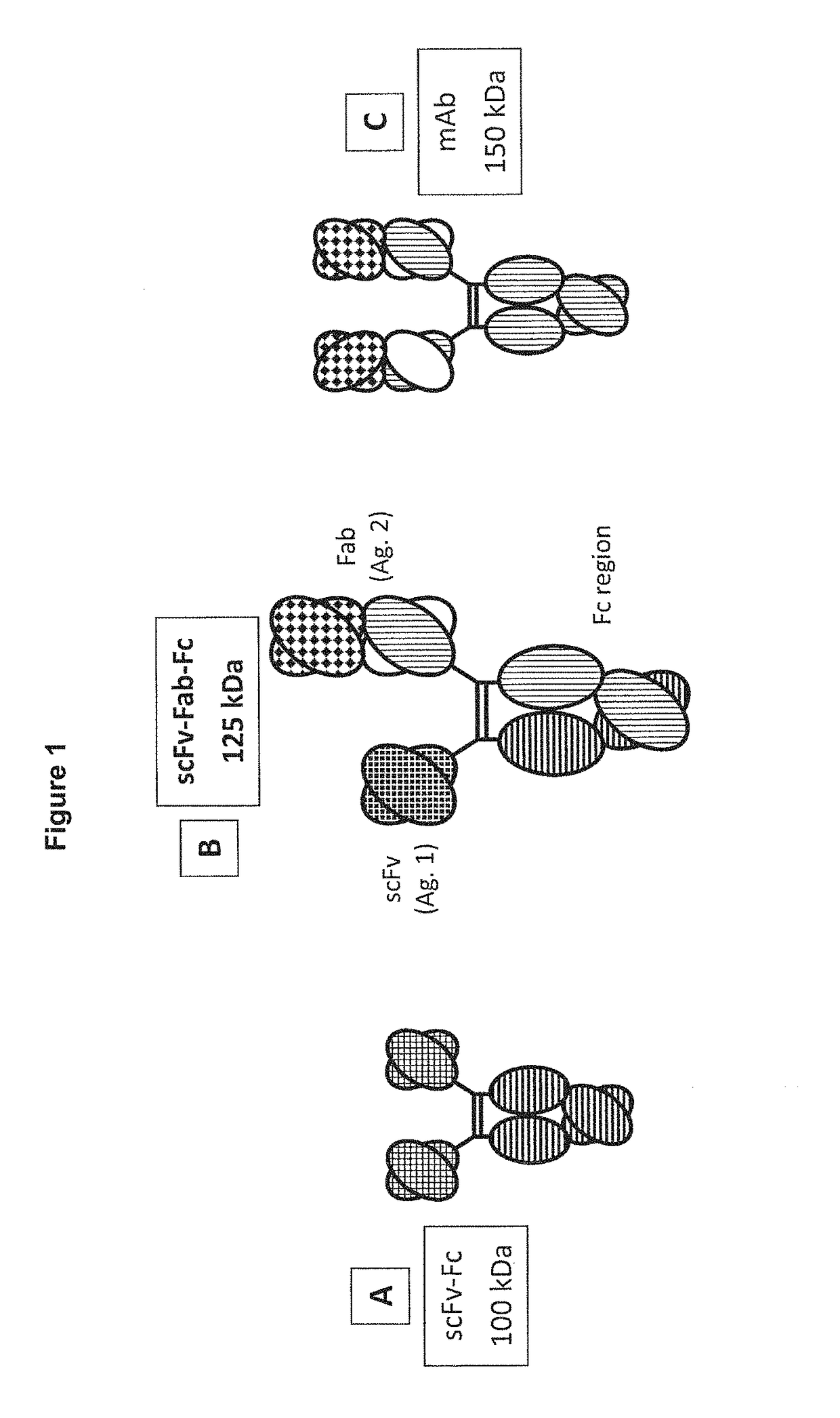 Heterodimeric proteins