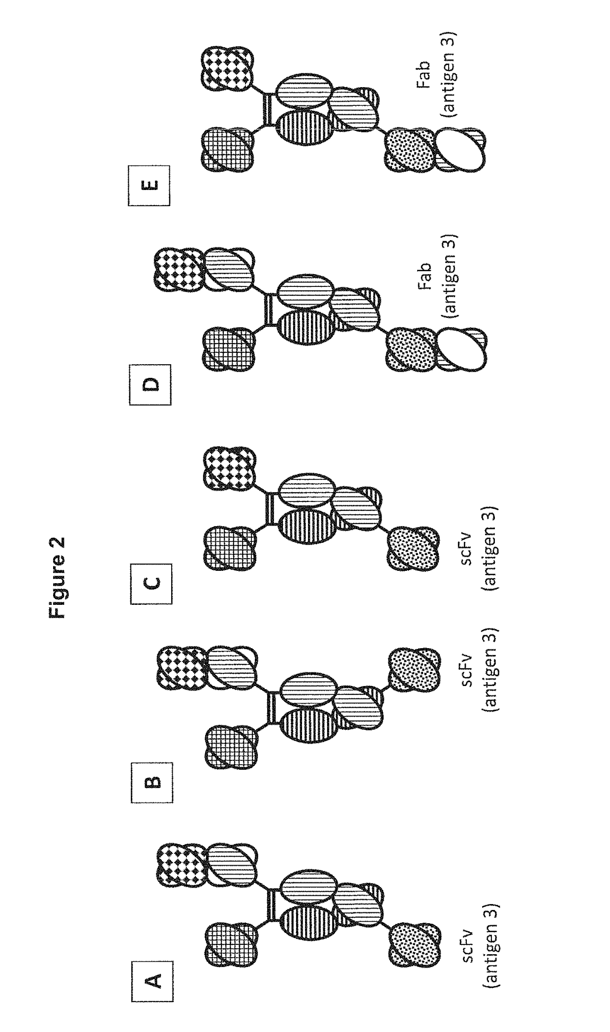 Heterodimeric proteins