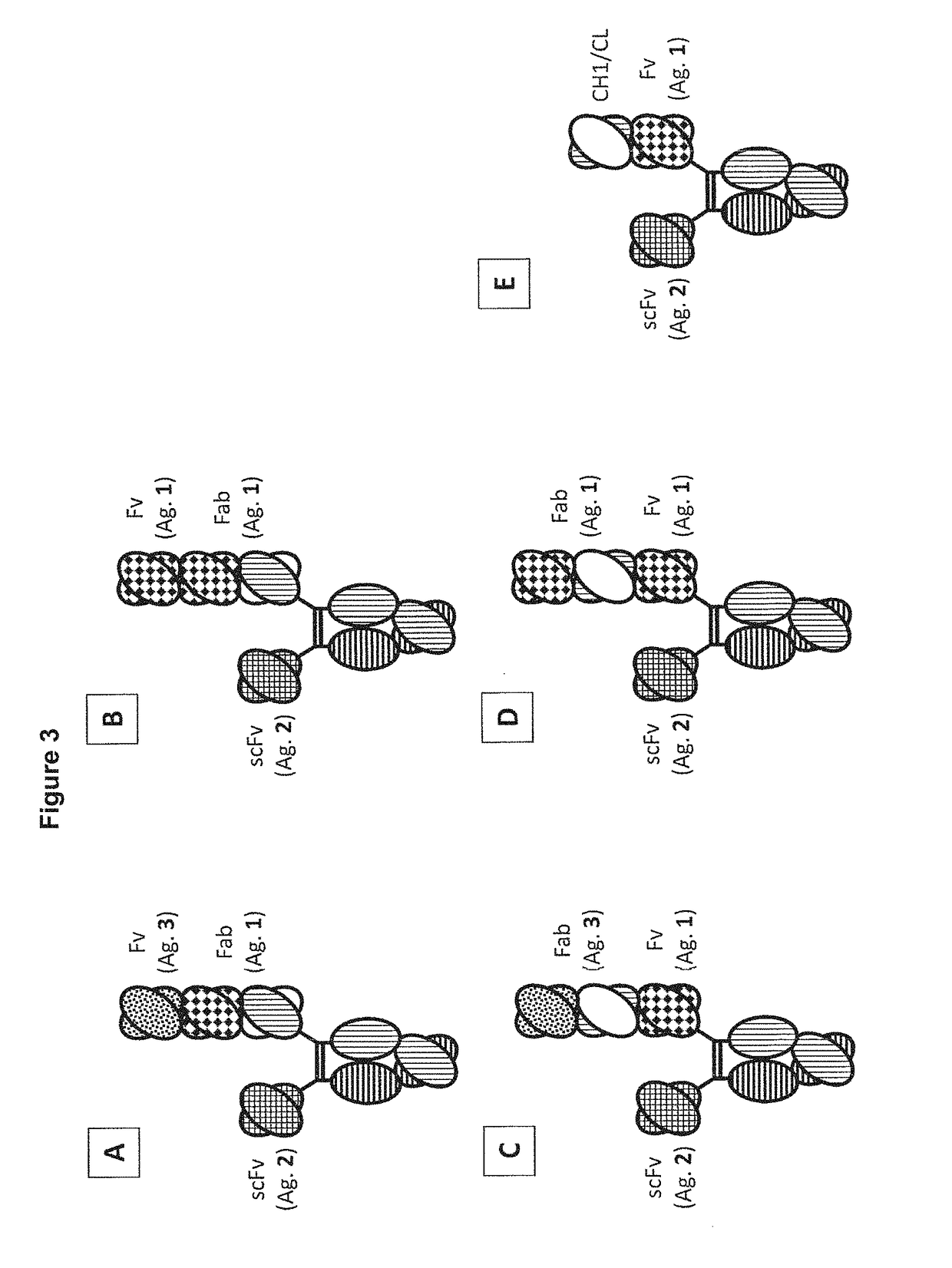 Heterodimeric proteins