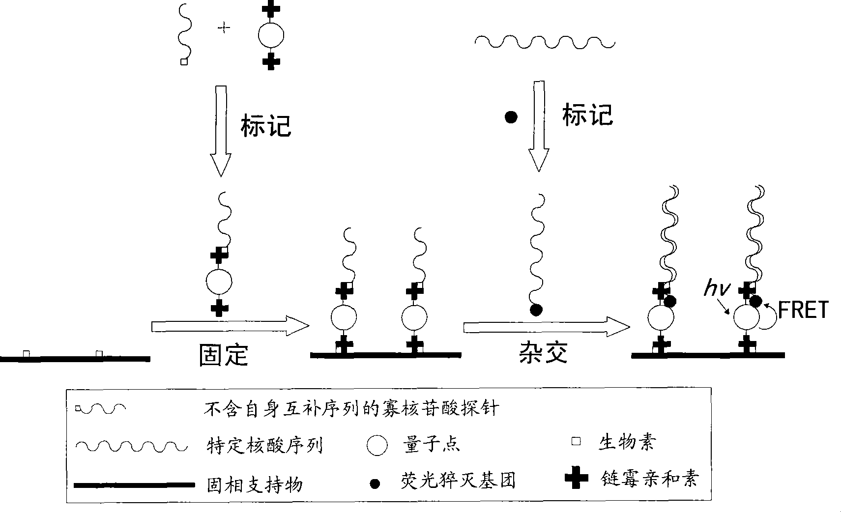 Nucleic acid sensor based on quantum dots and preparation method and detection method thereof