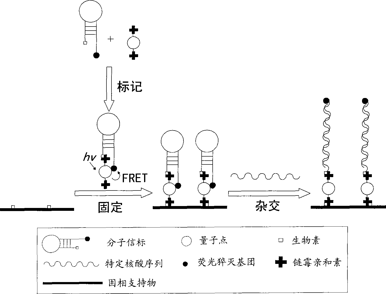 Nucleic acid sensor based on quantum dots and preparation method and detection method thereof