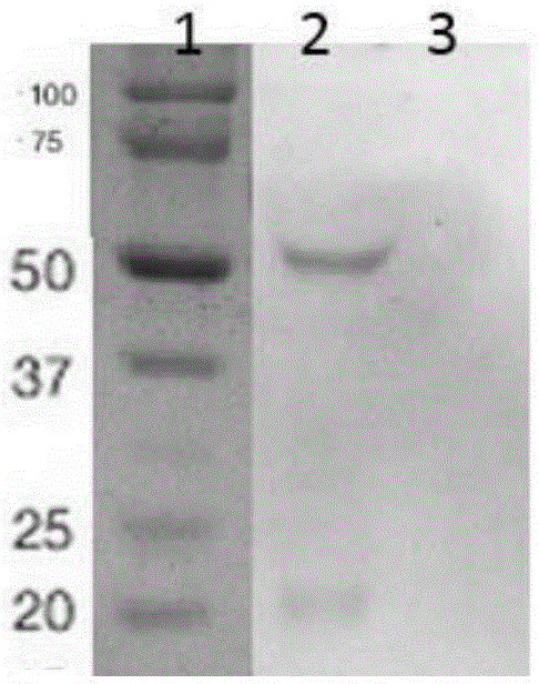 Epidemic encephalitis B pseudoviruses and preparing method thereof