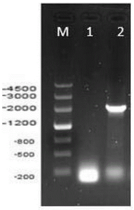 Epidemic encephalitis B pseudoviruses and preparing method thereof