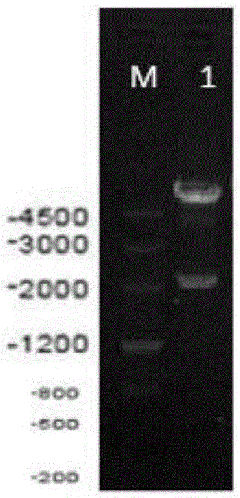 Epidemic encephalitis B pseudoviruses and preparing method thereof