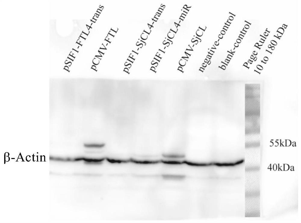 Micro rna and its application in the preparation of preparations against Schistosoma japonicum infection