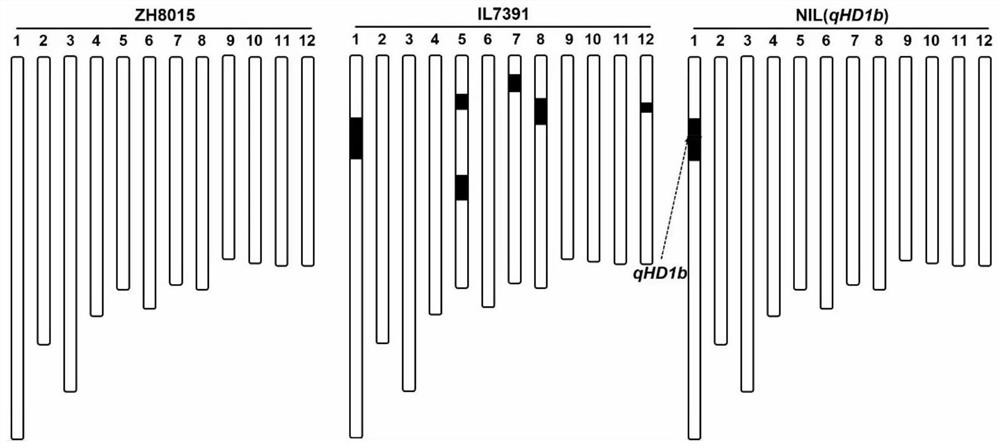 QTL qHD1b for promoting rice heading and application of QTL qHD1b