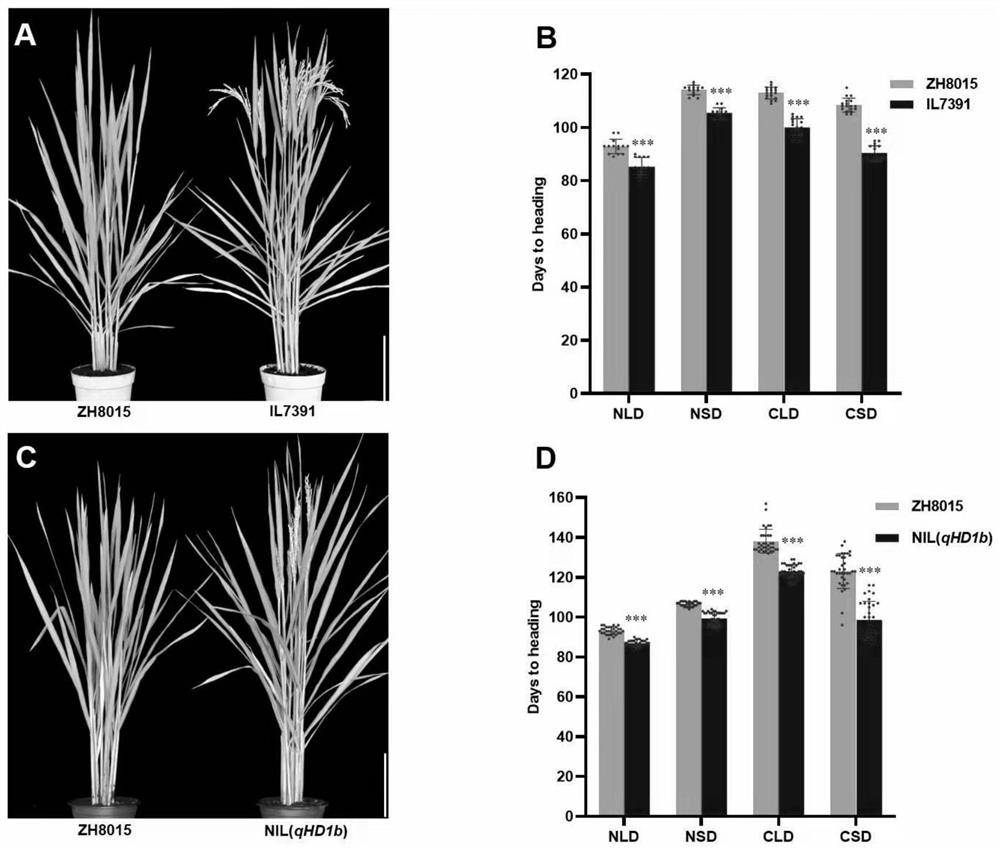 QTL qHD1b for promoting rice heading and application of QTL qHD1b