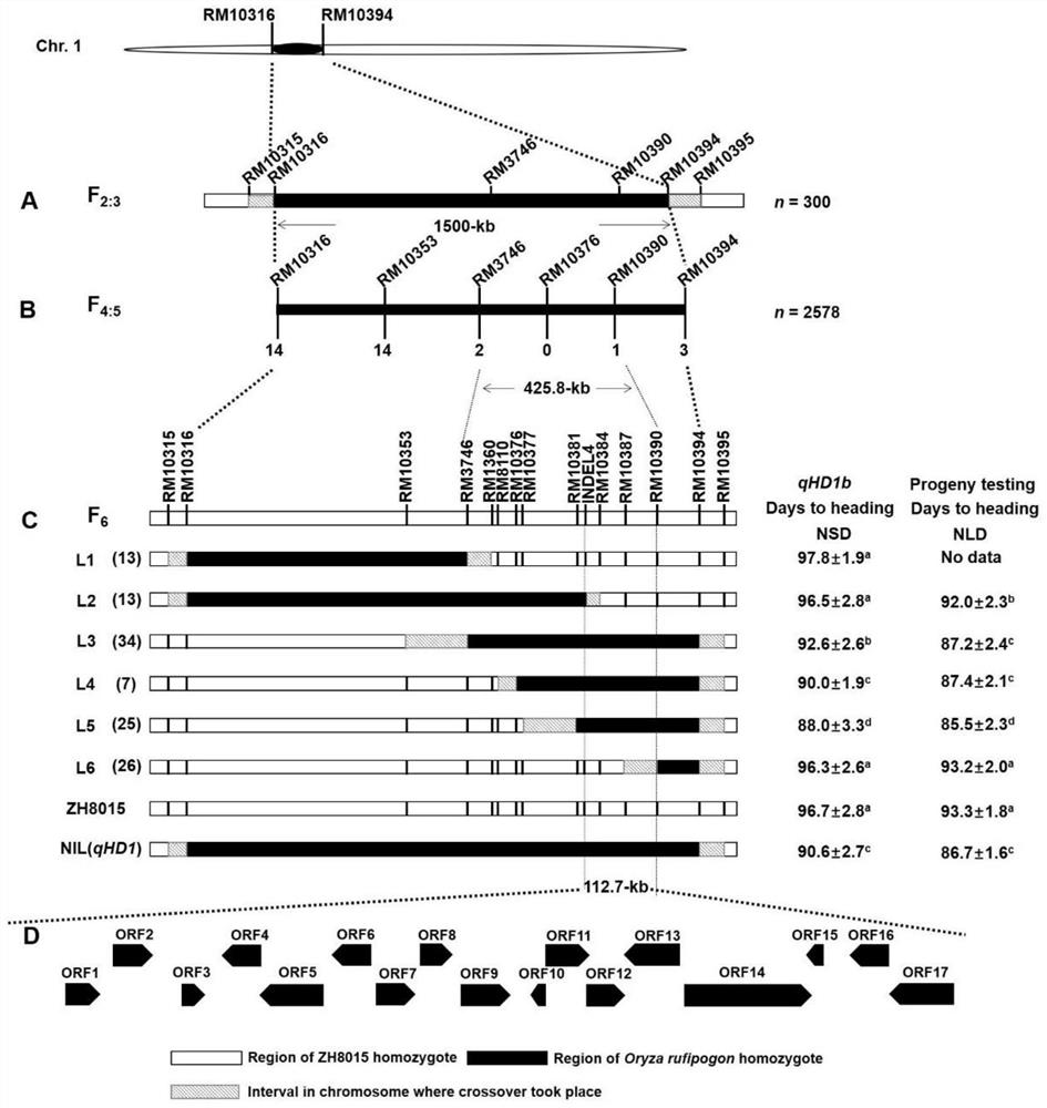 QTL qHD1b for promoting rice heading and application of QTL qHD1b