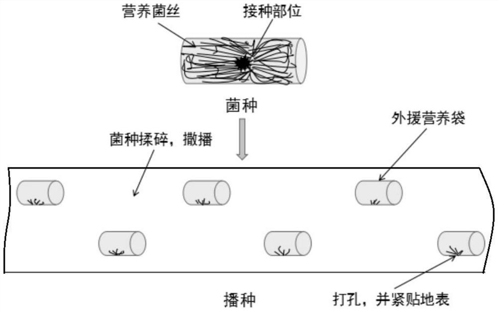 A new method for cultivating Morchella sporocarp without secondary nutrition bag