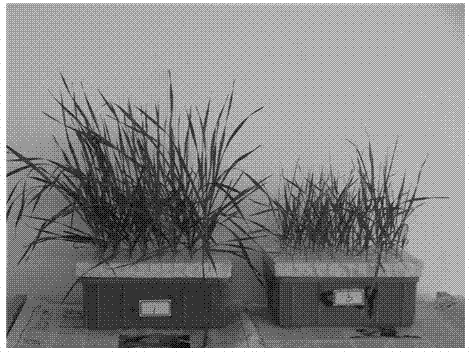 Method for authenticating and evaluating salt tolerance of seedling-stage wheat