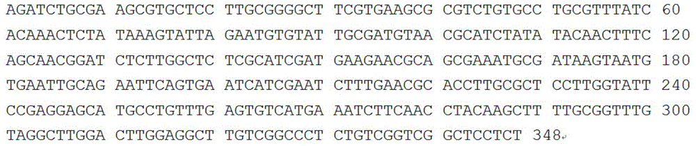 Characteristic nucleotide sequence as well as nucleic acid molecular probe and method for identifying ganoderma leucocontextum