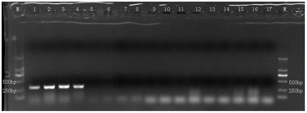 Characteristic nucleotide sequence as well as nucleic acid molecular probe and method for identifying ganoderma leucocontextum