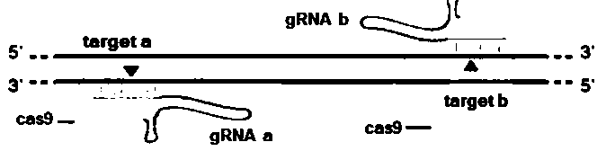 Method for selecting and breeding ALPK2 gene-deleted zebrafish through gene knock-out