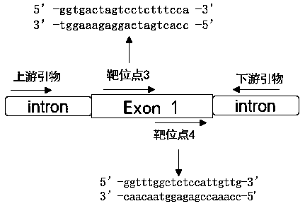 Method for selecting and breeding ALPK2 gene-deleted zebrafish through gene knock-out