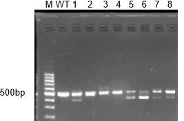 Method for selecting and breeding ALPK2 gene-deleted zebrafish through gene knock-out