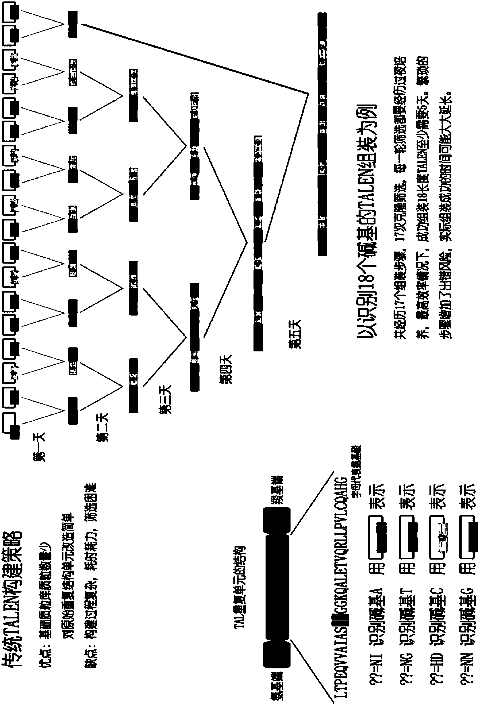 Method of achieving protein expression vector capable of genome site-specific modification