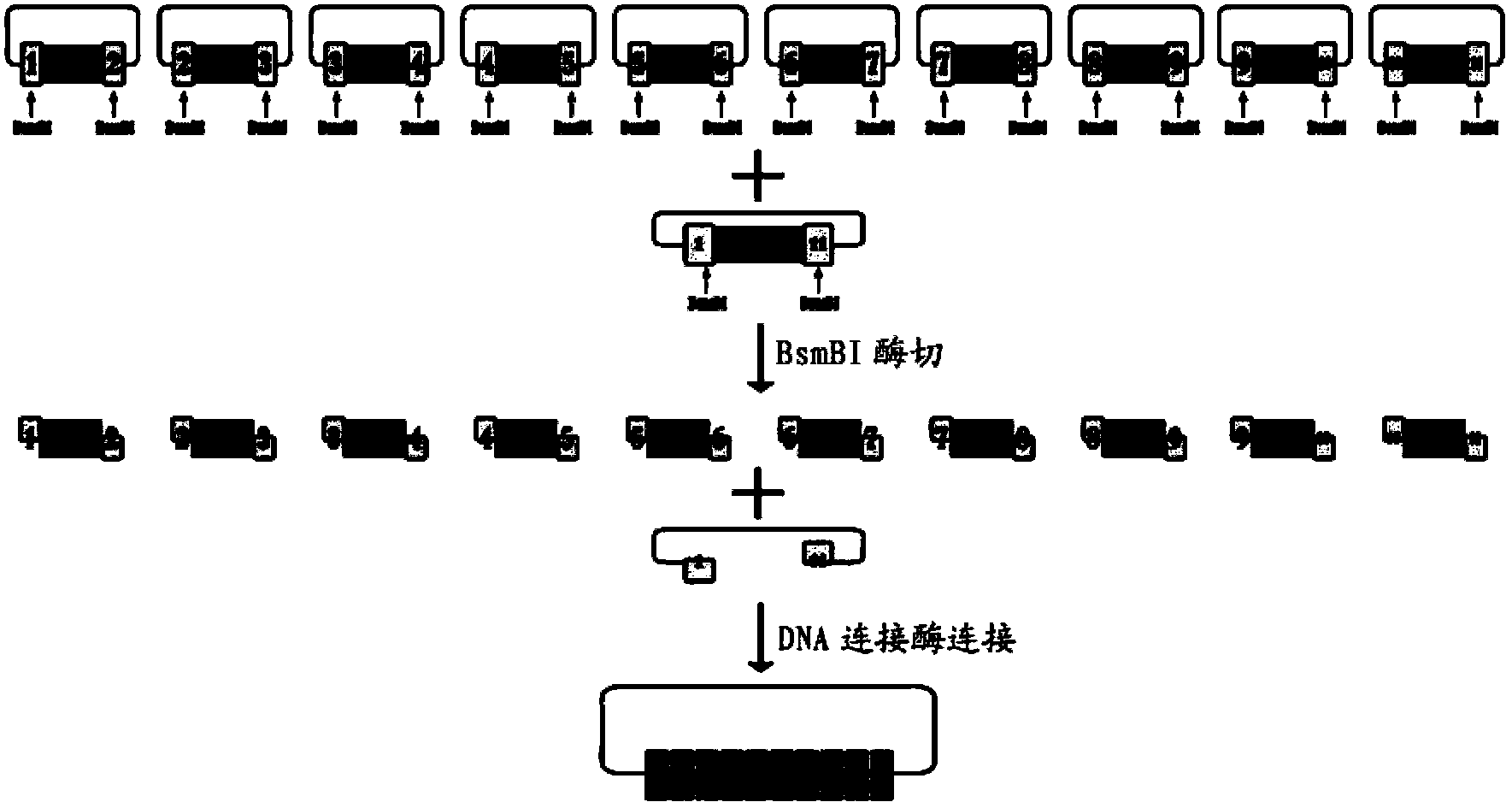 Method of achieving protein expression vector capable of genome site-specific modification