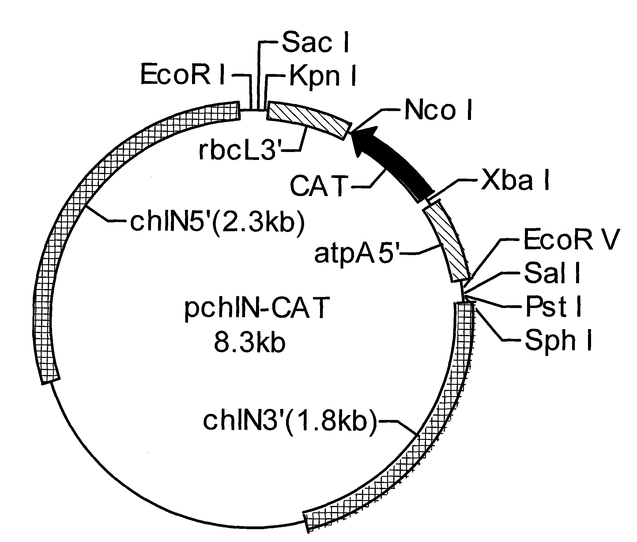 Preparation method of transgenic dunaliella salina for improving photosynthesis efficiency