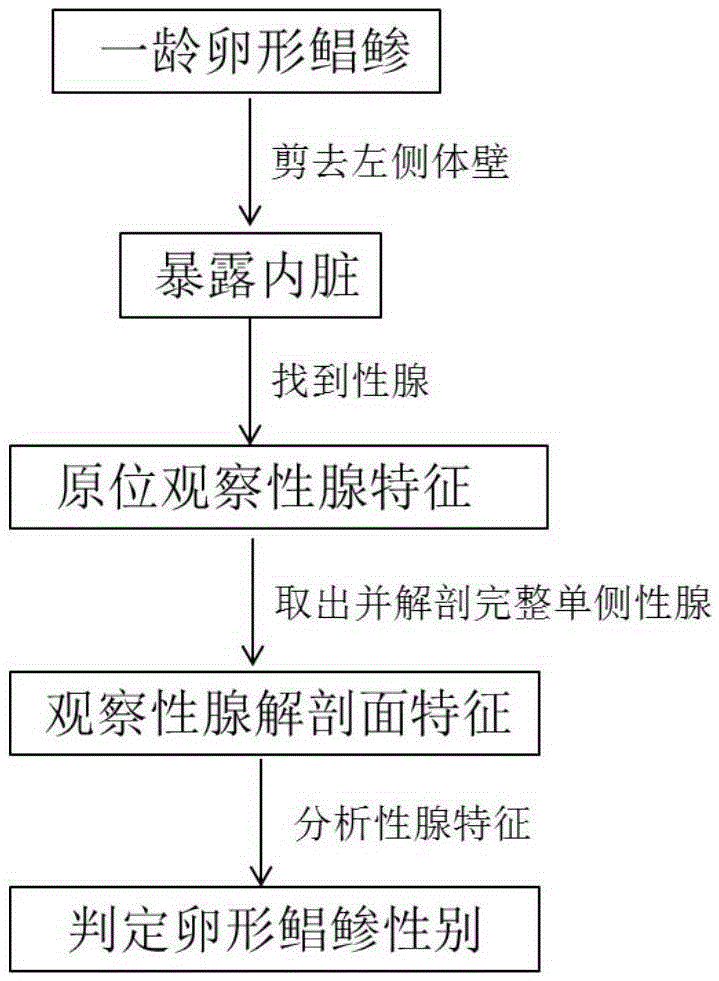 A Method for Early Sex Determination of Oval Pomfret