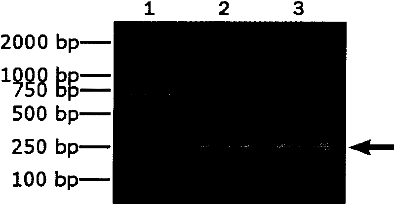 Method for producing human insulin-like growth factor-1 by vegetable oil ribosomal protein expression system