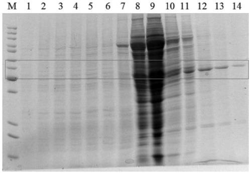 New application of peroxidase acyl coenzyme A oxidase 1